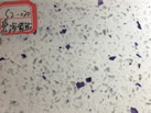 ̺ - ϡʯ